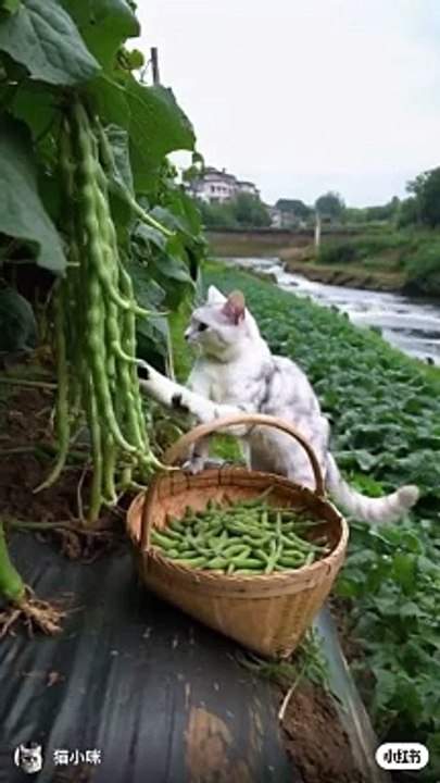 My cat is shaff
