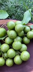 Mamoncillo fruit