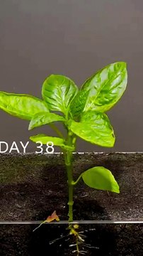 Time lapse plant growing || growing plants @village Charms