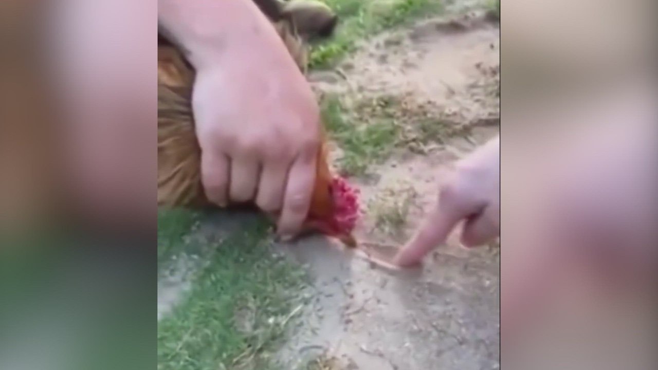 El viral método para hipnotizar un gallina que triunfa en redes con millones de reproducciones