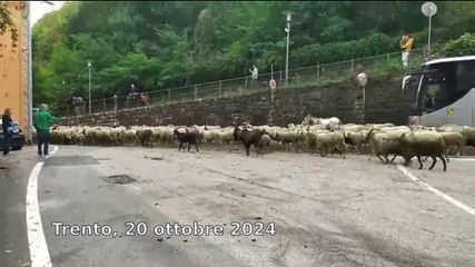 Le pecore attraversano Piedicastello per la transumanza verso la pianura lungo l'Adige