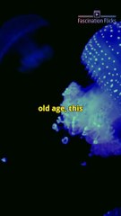 The Secret of Immortal Jellyfish: Eternal Life Unveiled