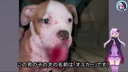 顎骨を砕かれ捨てられた子犬は、見知らぬ路上で命が消えるのを待っていましたA puppy with a broken jaw was abandoned on an unfamiliar street, waiting for its life to end.