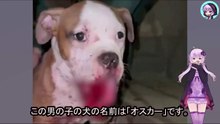 顎骨を砕かれ捨てられた子犬は、見知らぬ路上で命が消えるのを待っていましたA puppy with a broken jaw was abandoned on an unfamiliar street, waiting for its life to end.