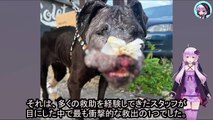 おとり犬として使われた子犬の救出と回復の物語、絶望から希望へFrom despair to hope: the rescue and recovery story of a puppy used as a decoy dog