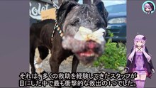 おとり犬として使われた子犬の救出と回復の物語、絶望から希望へFrom despair to hope: the rescue and recovery story of a puppy used as a decoy dog