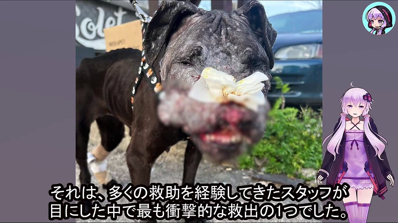 おとり犬として使われた子犬の救出と回復の物語、絶望から希望へFrom despair to hope: the rescue and recovery story of a puppy used as a decoy dog