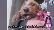 子犬に石を投げ、棒を振り下ろしていた少年たちは、笑いながらその場を離れましたThe boys who had been throwing stones and swinging sticks at the puppy walked away laughing.