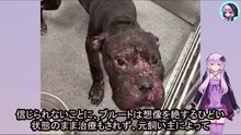 傷つけた飼い主から処分場へ持ち込まれた命は、あと1日で消えようとしていました、、The life of this animal, brought to the disposal site by its injured owner, was about to disappear in just one day...