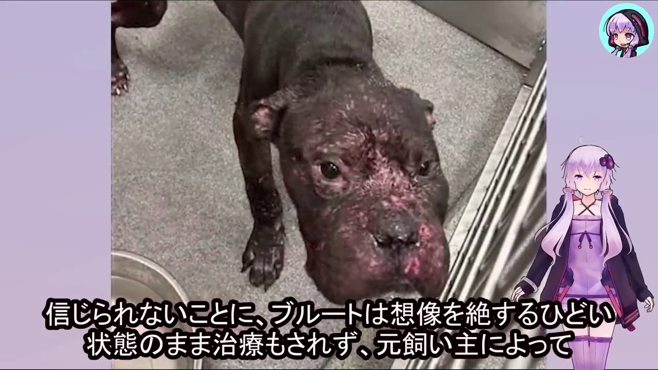 傷つけた飼い主から処分場へ持ち込まれた命は、あと1日で消えようとしていました、、The life of this animal, brought to the disposal site by its injured owner, was about to disappear in just one day...