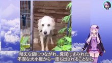 糞尿にまみれた小屋に８年間も鎖でつながれ僅かな食糧だけでやせ細った犬の体はガンに侵されていましたThe dog had been chained up in a shed full of urine and feces for eight years, and with very little food, its emaciated body was infected with cancer.