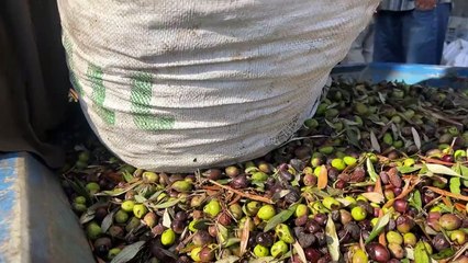A Gaza, une récolte des olives dans la peur de la guerre