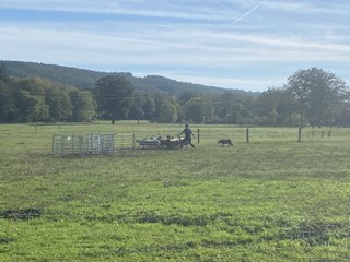 Un concours de chiens de troupeau organisé dans ce village de Creuse