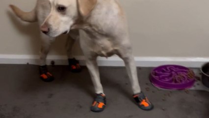 Cute dog is totally not a fan of his new winter shoes