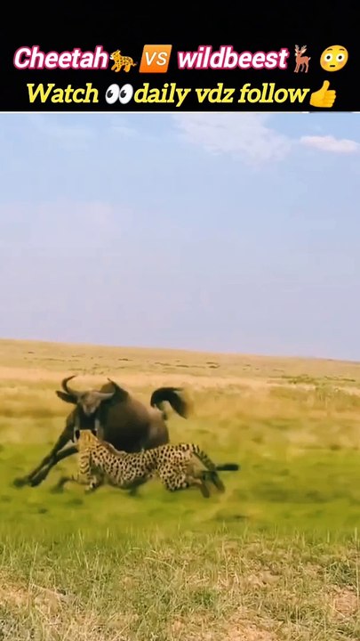 Cheetah Attacks wildbeest | lion attack | tiger attack | #animalsvideo #trending #dog