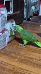 Parrot Says Hello to Bird Image on Food Pack