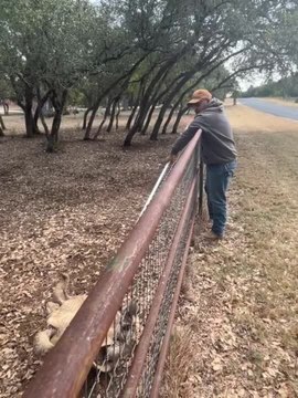 Man Jumps Over Fence to Help Flip Over Tortoise