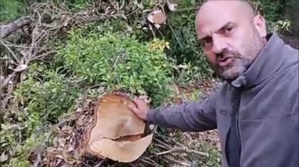 Popoli, il taglio degli alberi nella riserva naturale