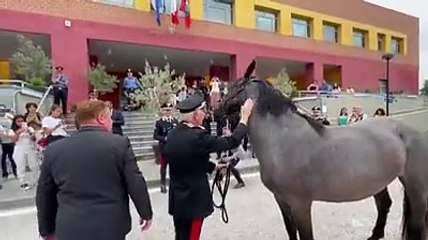 Perla, la puledra donata alla fanfara dei carabinieri