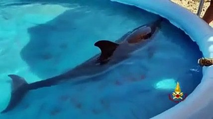 Delfino spiaggiato torna a nuotare nella piscina gonfiabile