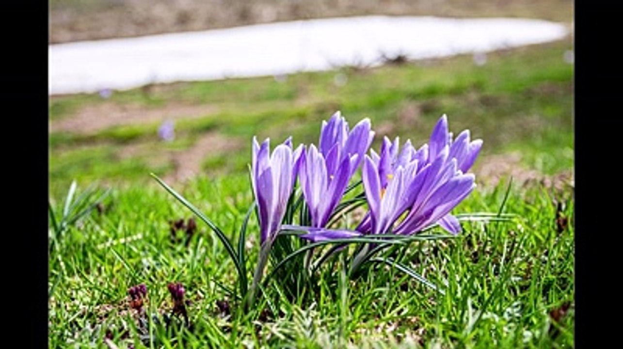 La meraviglia della natura che si risveglia