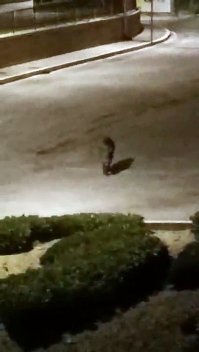 Maxi cinghiale a passeggio nella notte ad Atri