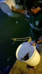 Le anguille rigettate nel fiume Pescara