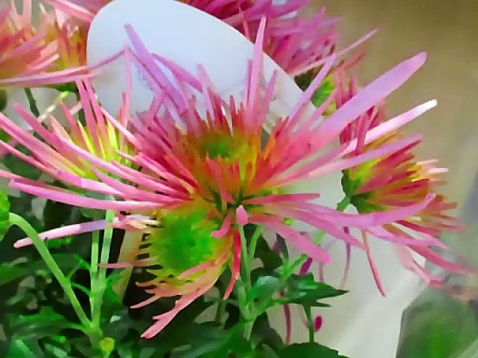 Photos numériques artistiques N°3 _ Diem Nancy