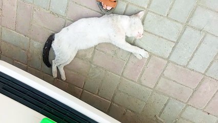 Cat very keep sleeping