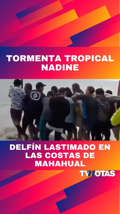 Comunidad rescata un delfín varado