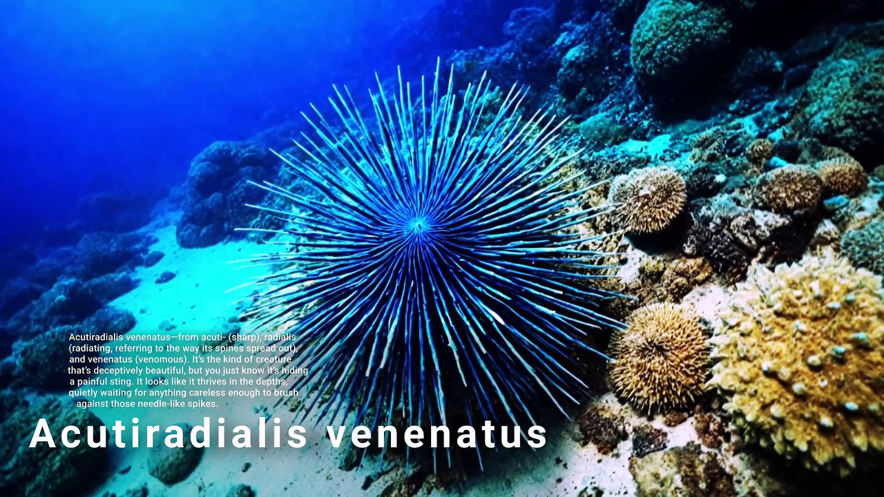 Sea Creatures
