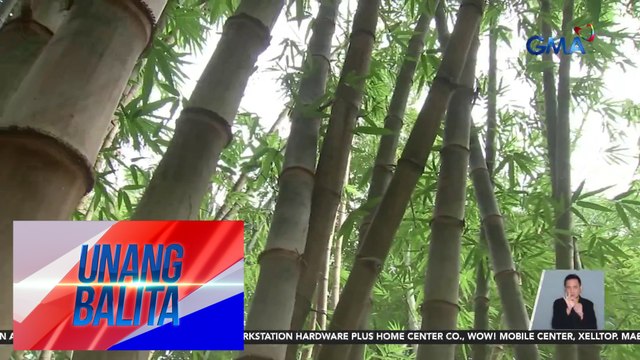 Kahalagahan ng kawayan sa panahon ng kalamidad, tinalakay sa Learn and Earn from Bamboo Experts seminar ng Carolina Bamboo Garden | Unang Balita