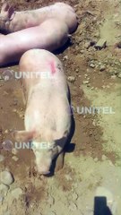 Reportan la muerte de cerdos en el punto de bloqueo instalado en Parotani 