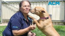 Dogs caught up in an animal rehoming 'crisis'