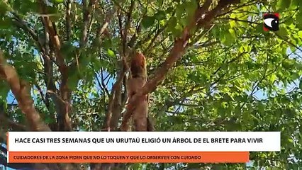 Hace casi tres semanas que un urutaú eligió un árbol de El Brete para vivir Zócalo: Cuidadores de la zona piden que no lo toquen y que lo observen con cuidado