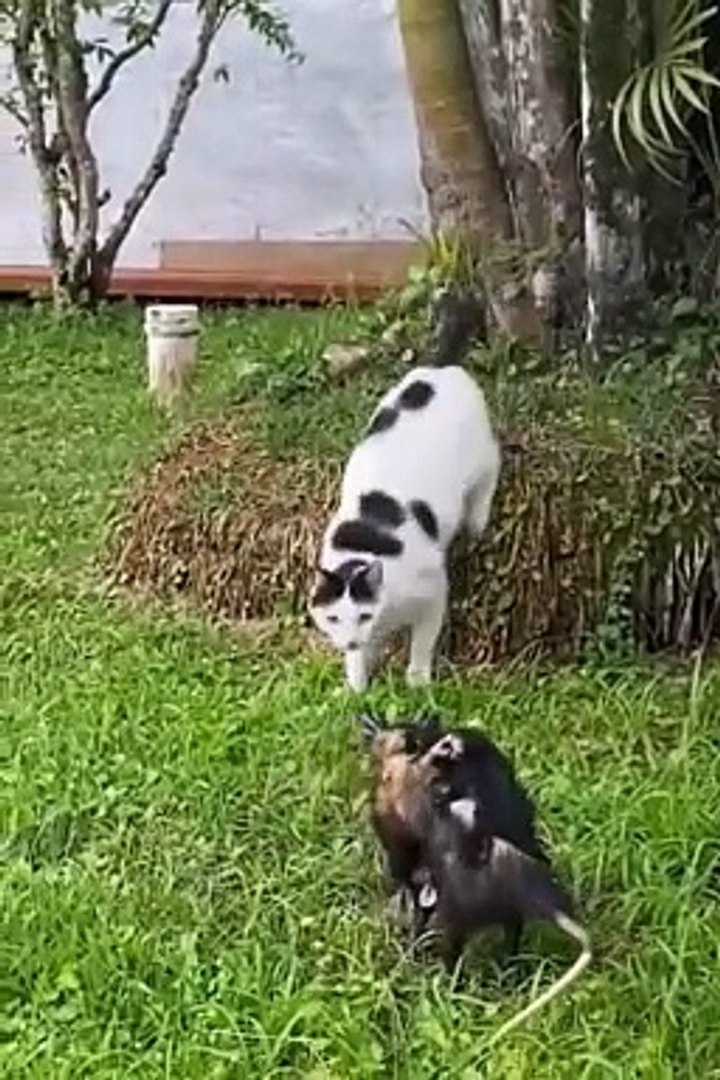 Funniest animals | cute animals