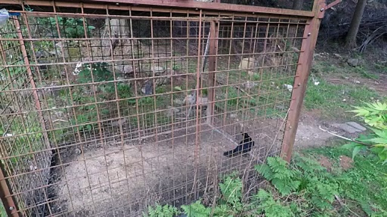 罠にかかったカラス