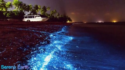 The Glowing Shores of the Maldives: Nature’s Dazzling Light Show
