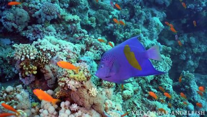 Ocean Wonders: Discover the Fascinating World of Marine Life