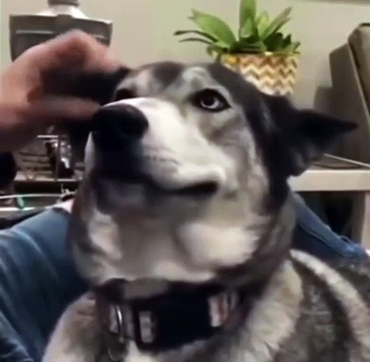Mi perro solo necesitaba cariño