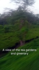 Tea garden and greenary of Assam