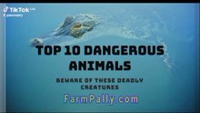 Top 10 Most Deadly Animals to Humans