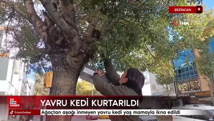 Erzincan’da ağaçtan aşağı inmeyen yavru kedi yaş mamayla ikna edildi