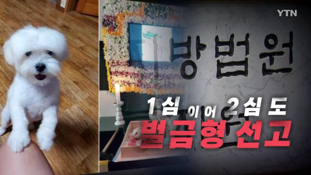 [영상] 이웃집 반려견 때려 죽여...항소심도 '벌금형' / YTN