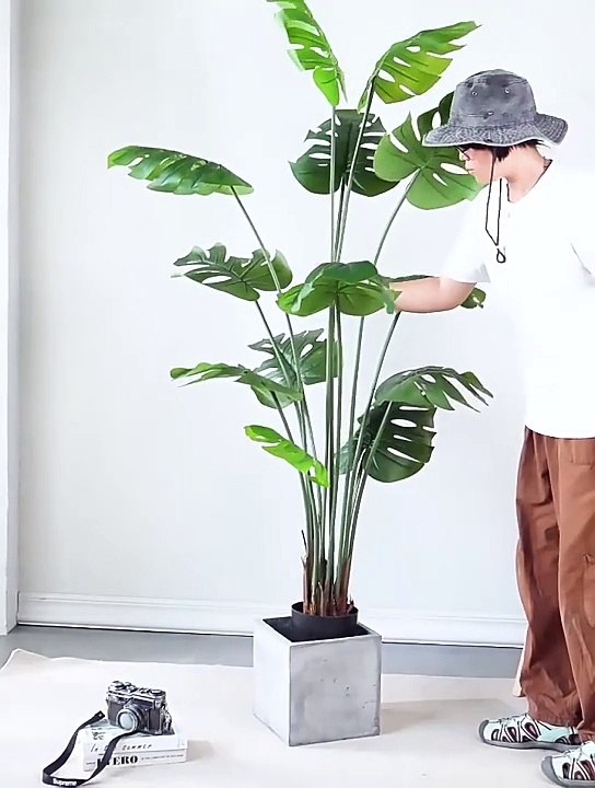 Thanh lý cây trầu bà lá xẻ giả đủ kích thước, giống thật 90%, decor cao cấp, chất lượng tốt | Tư vấn miễn phí ngay