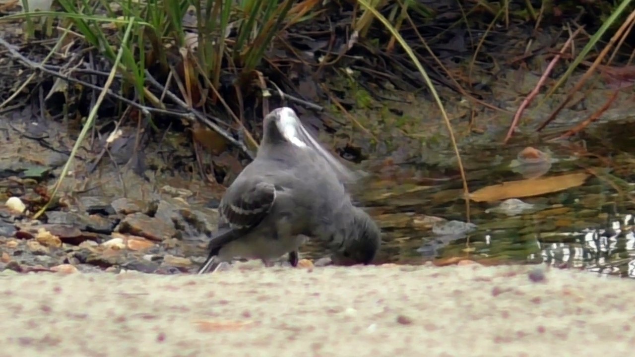 The Pied Wagtail: Close Up HD Footage (Motacilla alba)
