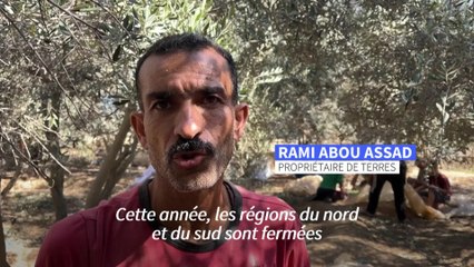 A Gaza, une récolte des olives dans la peur de la guerre