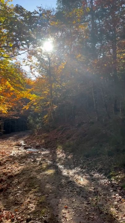 BALADE EN FORÊT dans les Cévennes