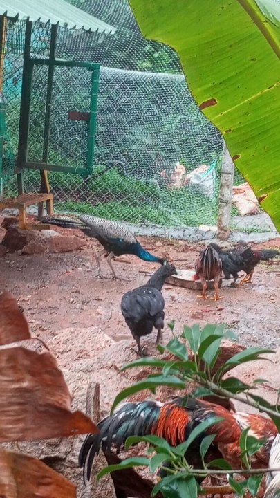 Hen farm in peock