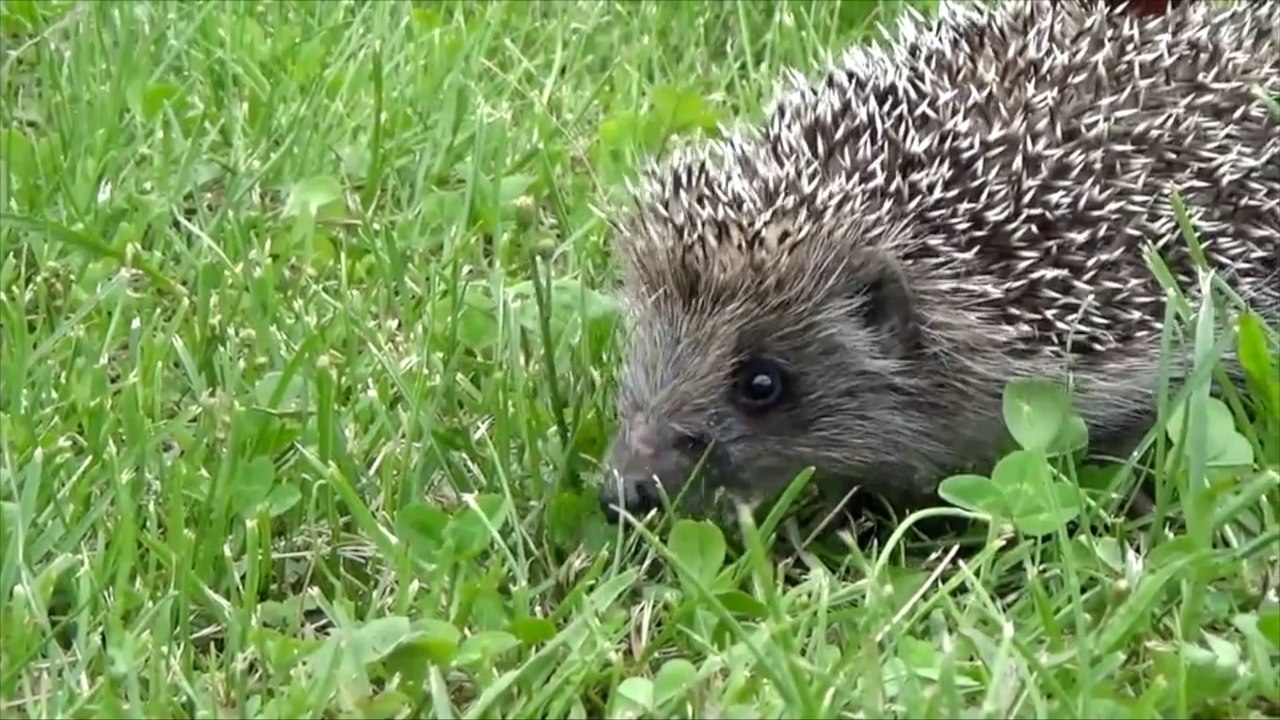 Kent's hedgehogs under threat?